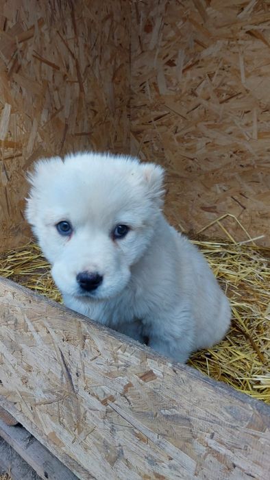 Супер Щенки САО!