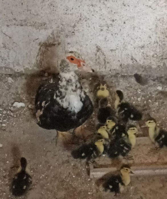Indushkala jo‘jalari bilan sotiladi