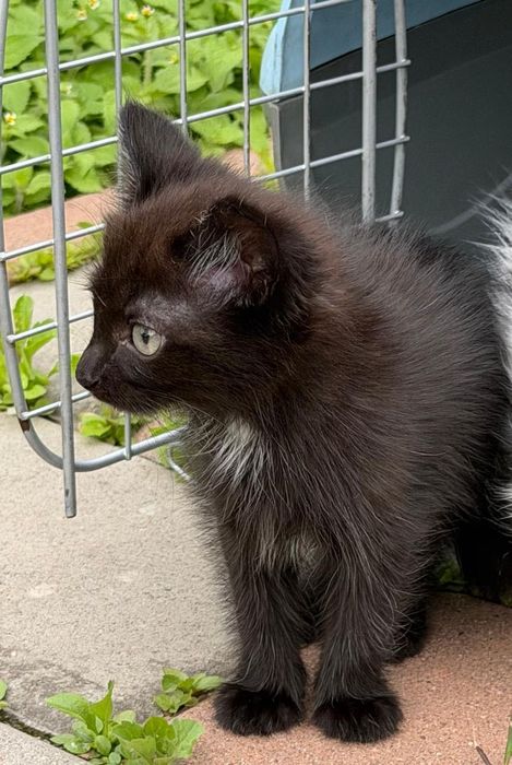 Котенок, котята, кошки