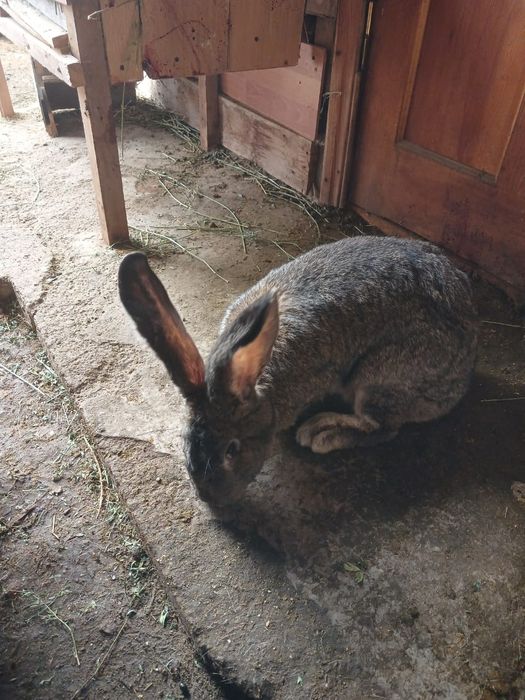 Продам кроликов срочно