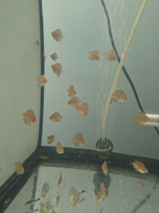 Ancistusi  pește Fantoma si discusi