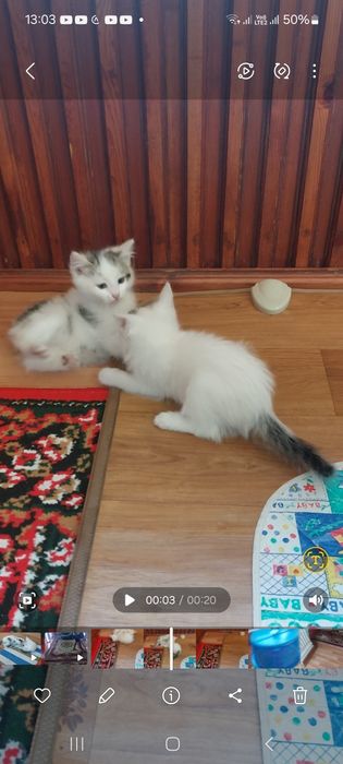 Регдолл американский