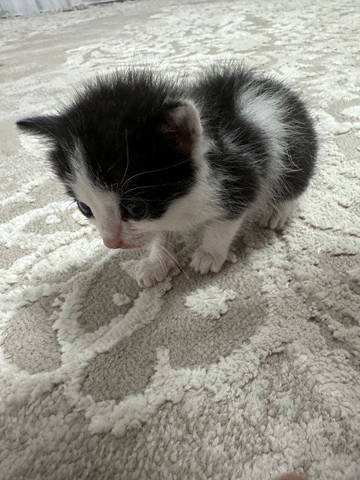 котенок в добрые руки