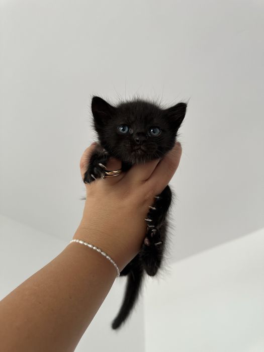 Pisici spre ADOPTIE