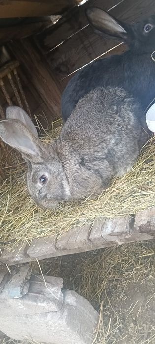 Vând iepuri Ug de 3 luni jumate