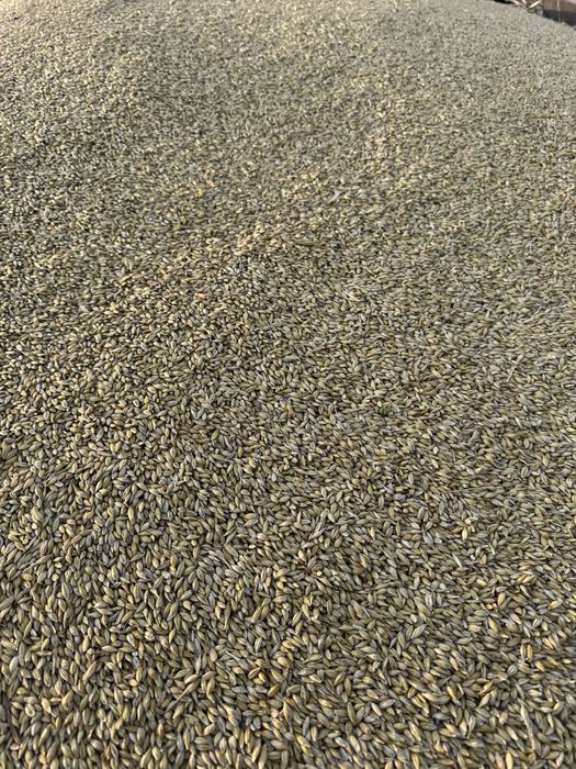 Ячмень сухой чистый,в мешках