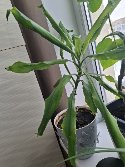 Комнатные растение хорошая