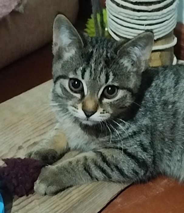 Qora va kulrang mushuk bolasi