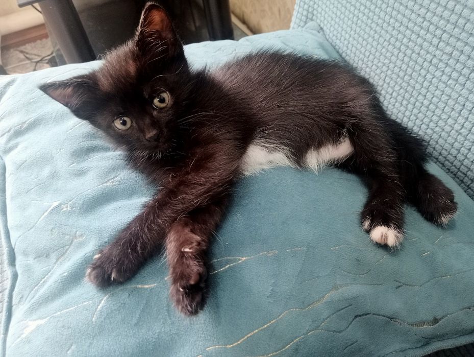 Отдам котенка...