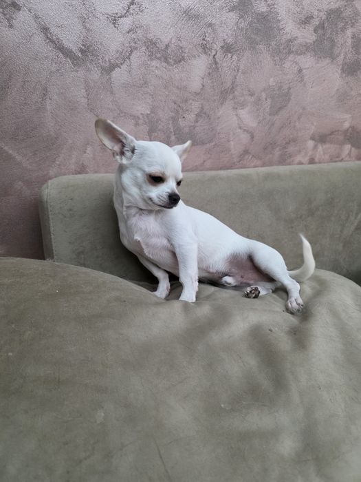 Chihuahua varsta 10 luni