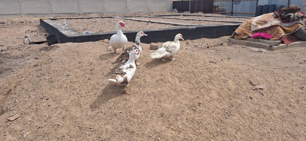 Продам Индоуток семейку