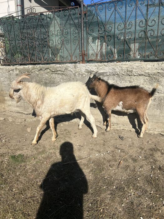 Tapi originali .