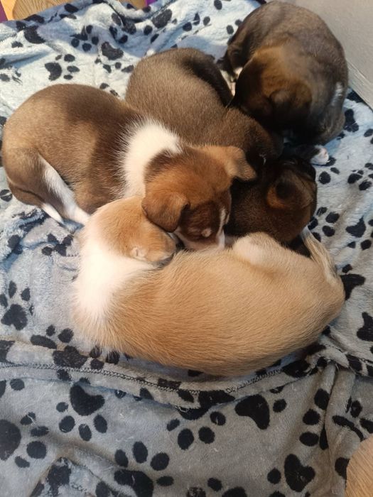 Малки кученца. Подаряват се!