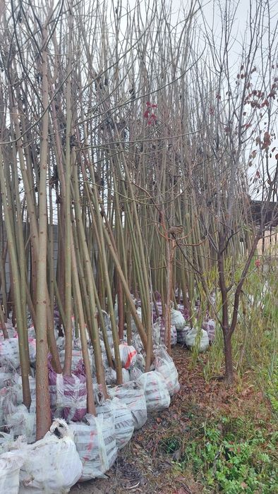 Дерево Павловния