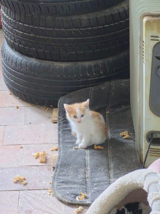 Отдам бесплатно котят