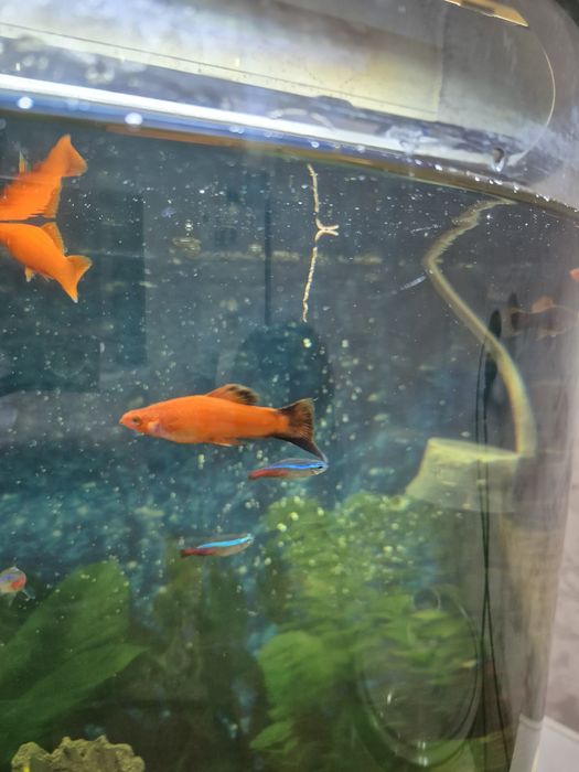 Меченосец самец ОБМЕН