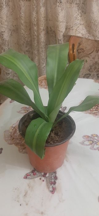 Орхидея       Орхидея