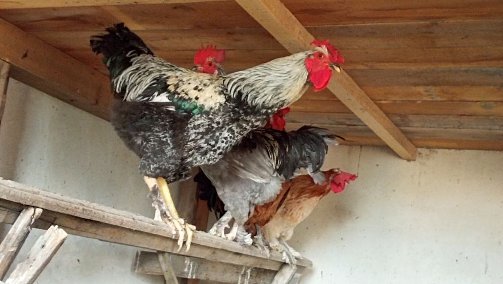 Cocoși țărănești sau americani