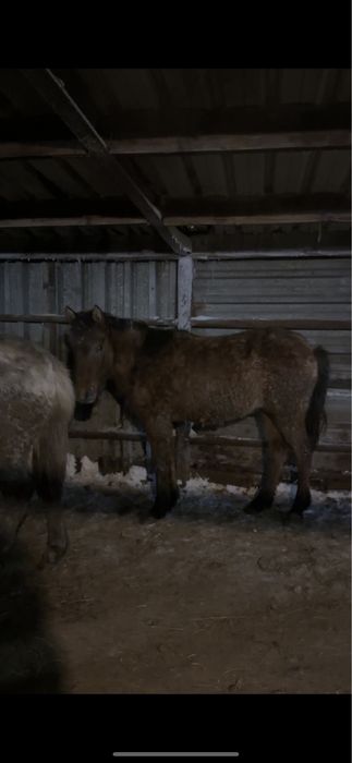 2 летка на откорме еркек