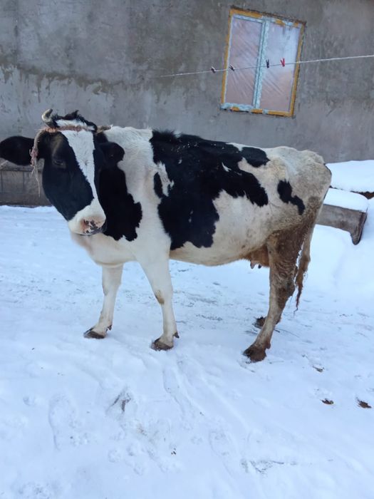 Сиыр Корова 8 жасар