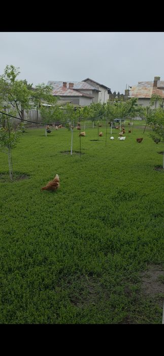 Oua de tara proaspete