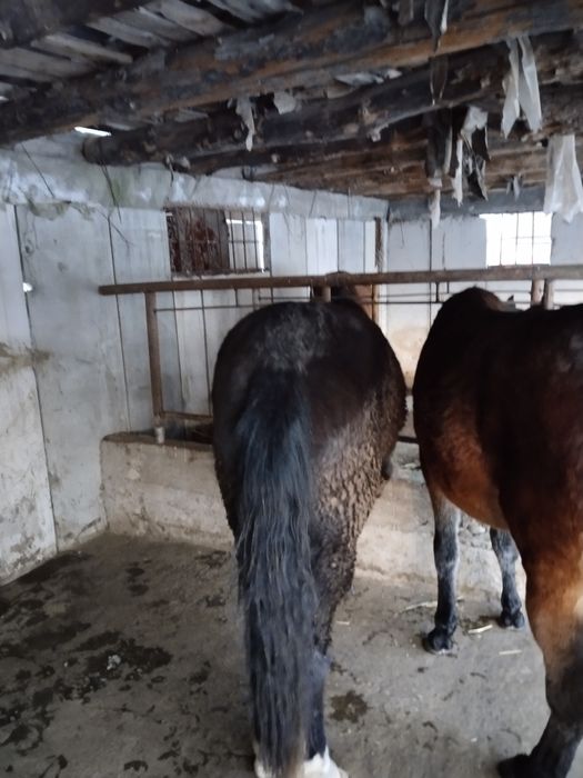 Дөнежін байтал сатылады