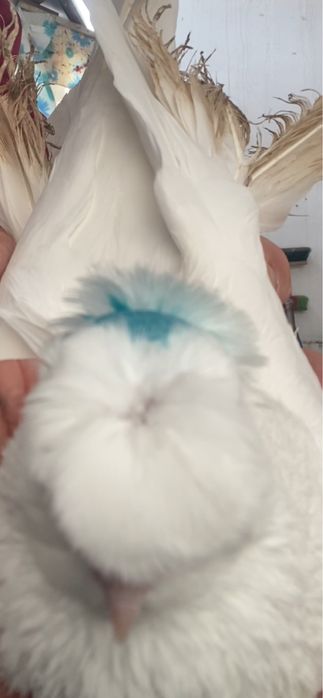 Молодеж летно игровых глубей!