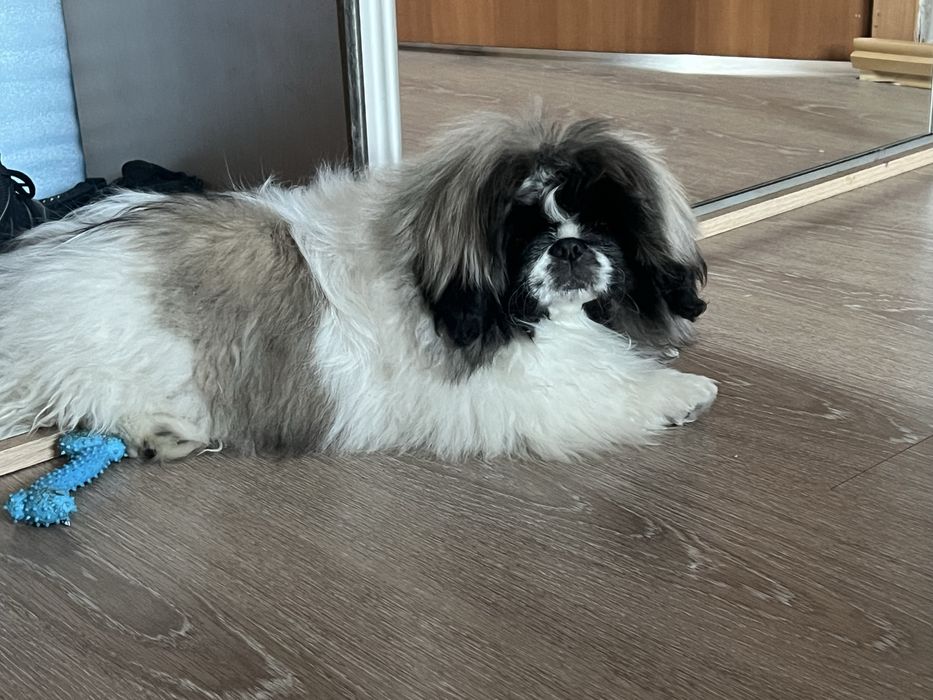 Девочка пекинеса