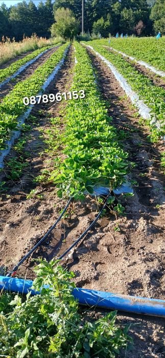 Разсад Ягоди И малини