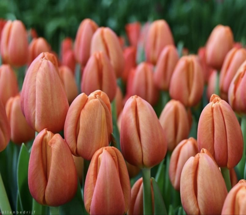 Тюльпаны сортовые