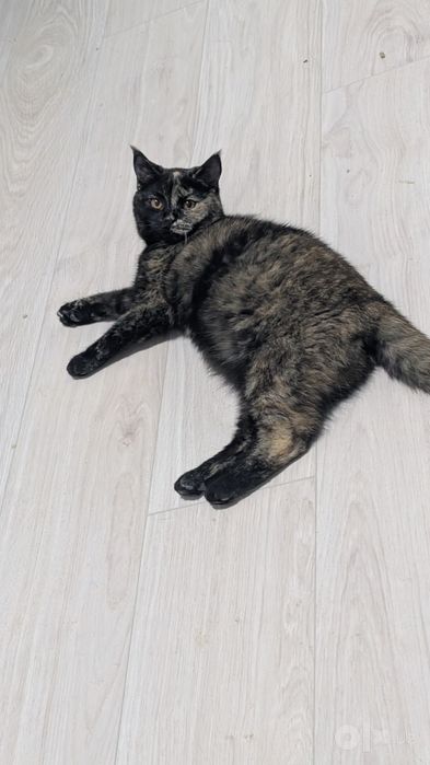 Отдам даром котенка и кошку