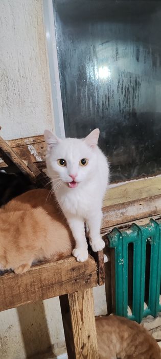 Очень классный молодой кот