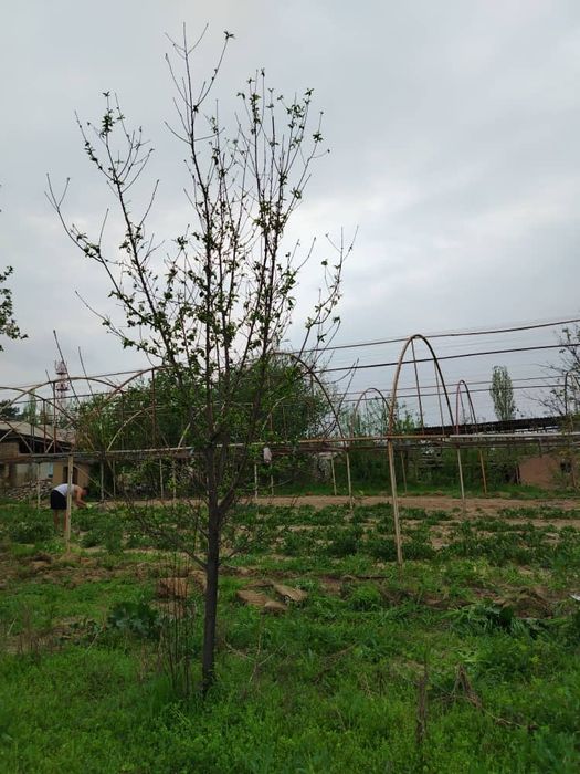 Теплица и катёл сотилады