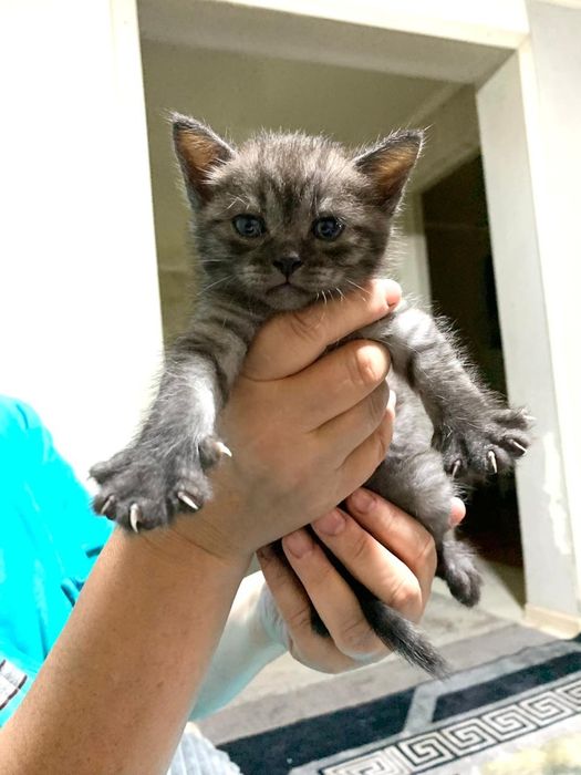 Отдам котят в хорошие руки