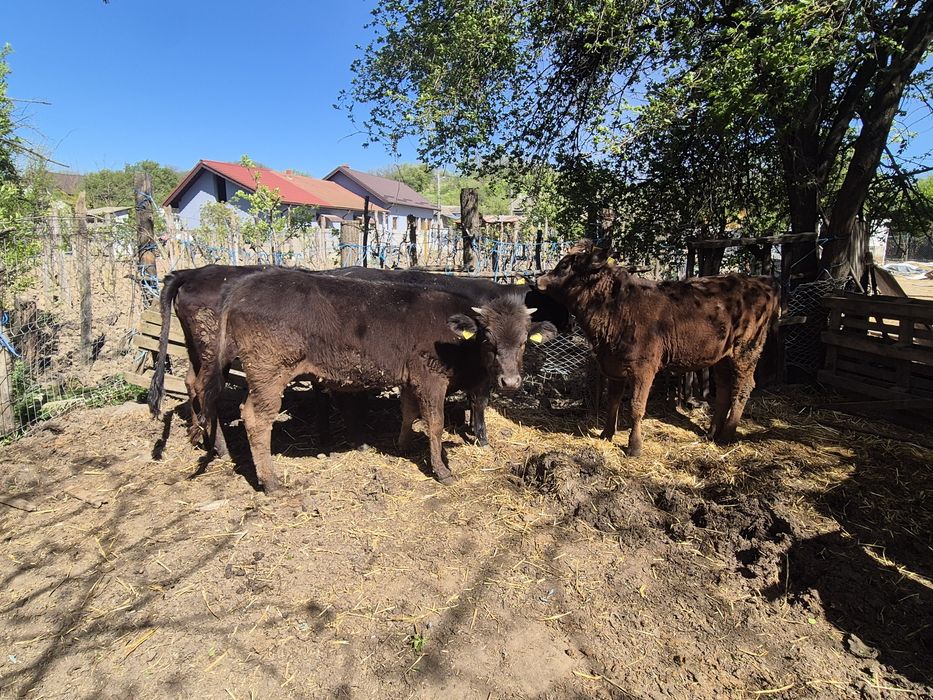 Vand 4 vitele si un tauras