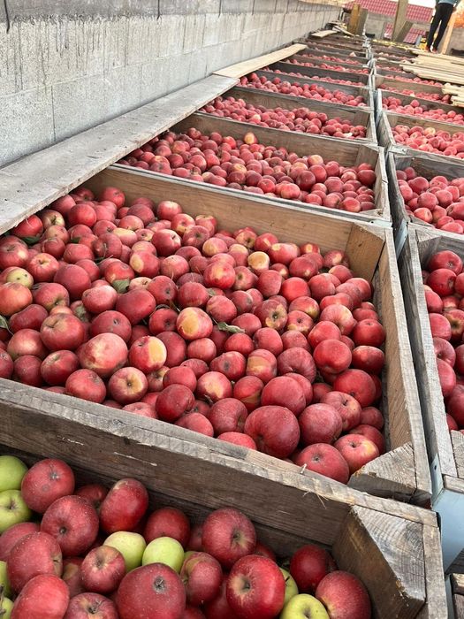 Vând mere idared in cantități mari