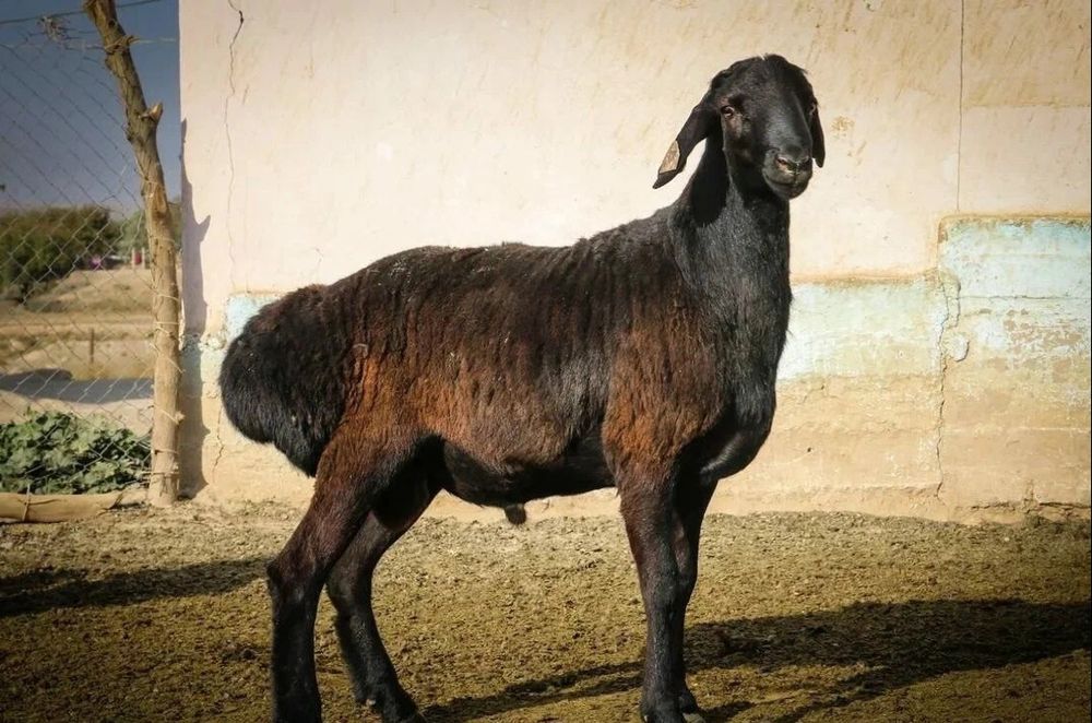 Продам мясо баранины тушу целиком привожу с Бородулихи забой по заказу