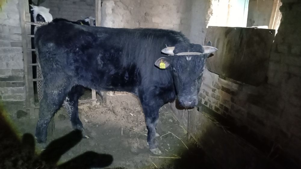 Бука сатылады жагдайын жаксы