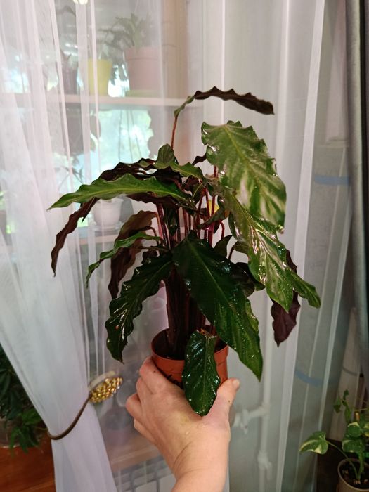 Продам комнатные цветы