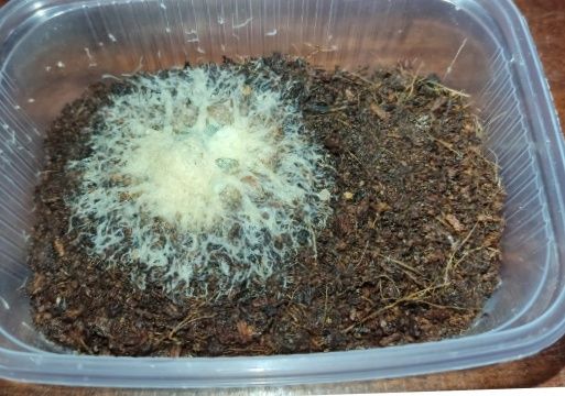 Культура для разведения