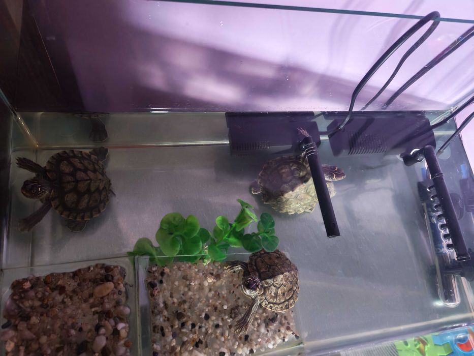Vând broscuțe țestoase cu acvariu și accesorii