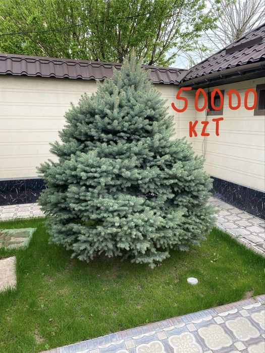 Елки, Туя, Деревья