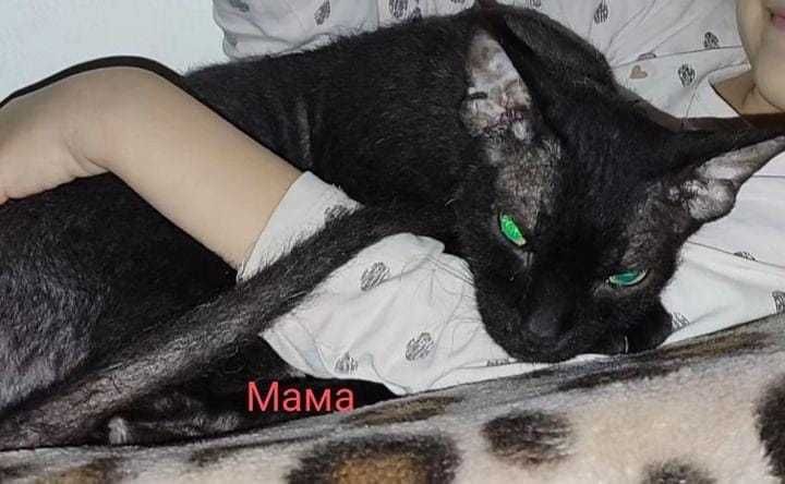 Продаются Сфинксы резинки