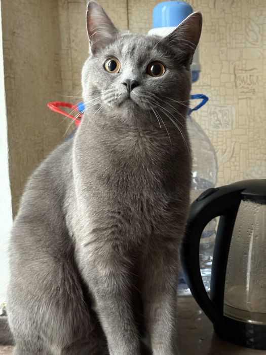 кот британец,1 год