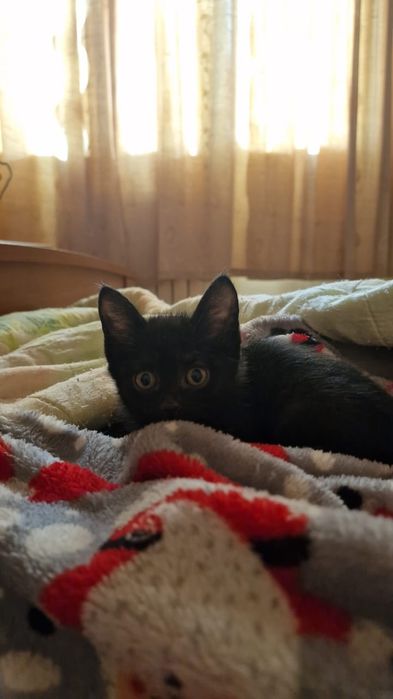 Отдаем котят милашей