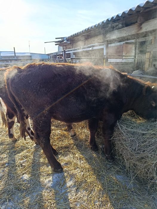 Быки на мясо собственно выращенные