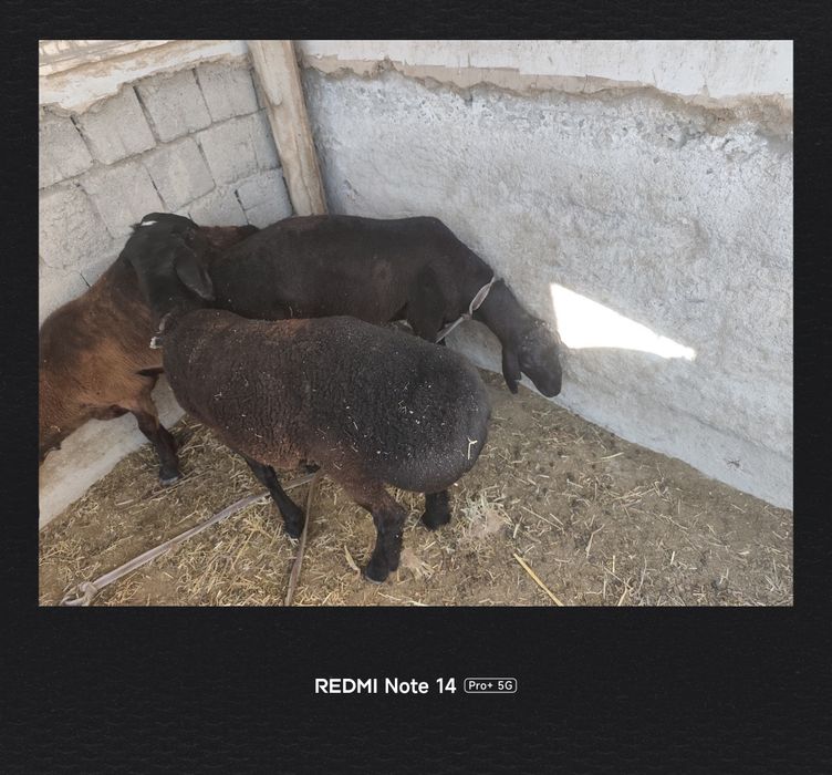 3 ta qoʻchqor bor