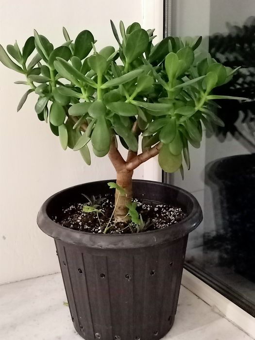 Продаю, Цветы комнатные