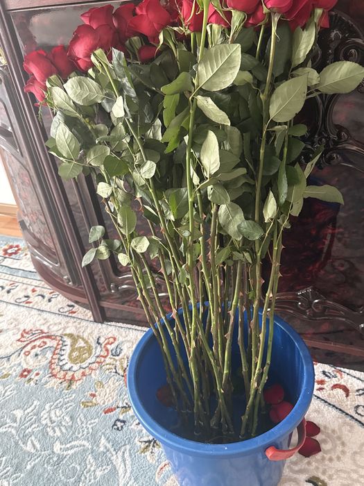 Метровые голландские розы
