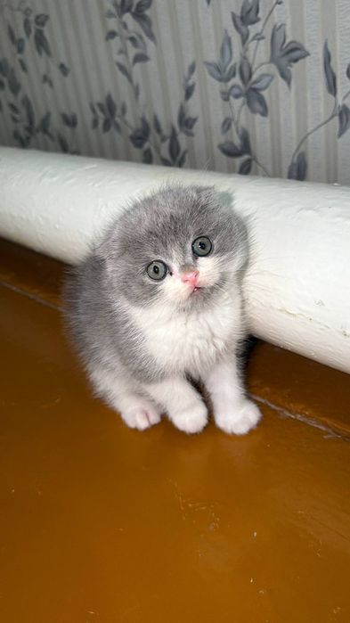 Продаются котятки Scottish-Fold